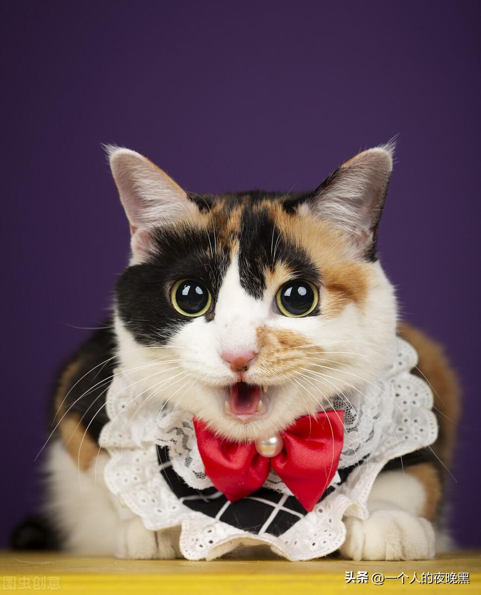 三花猫是猫中美女吗