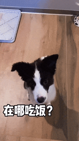 告诉你不养边牧的六个理由