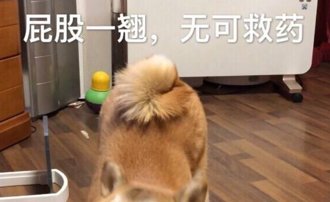 如何与小狗熟悉并培养感情呢