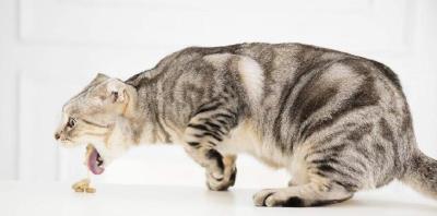 猫吃了食物呕吐是怎么回事