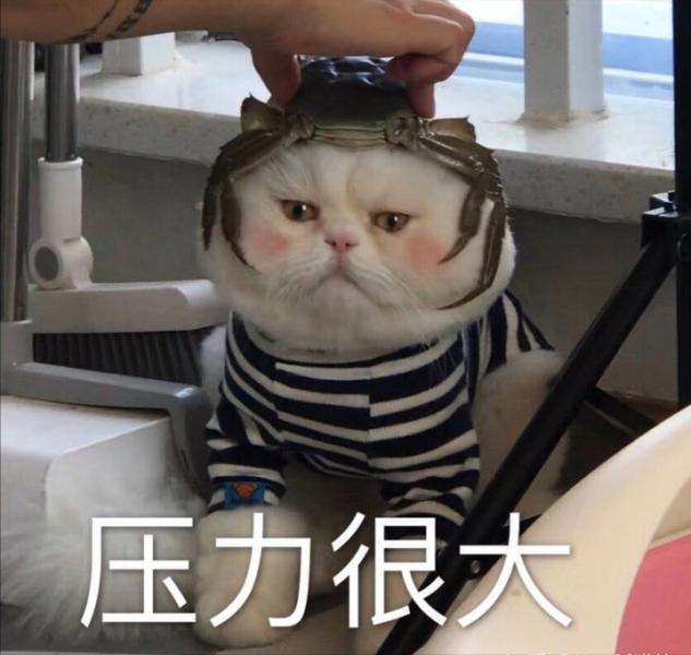 不建议养母狸花猫的原因