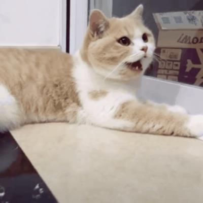 猫咪一直叫是什么原因