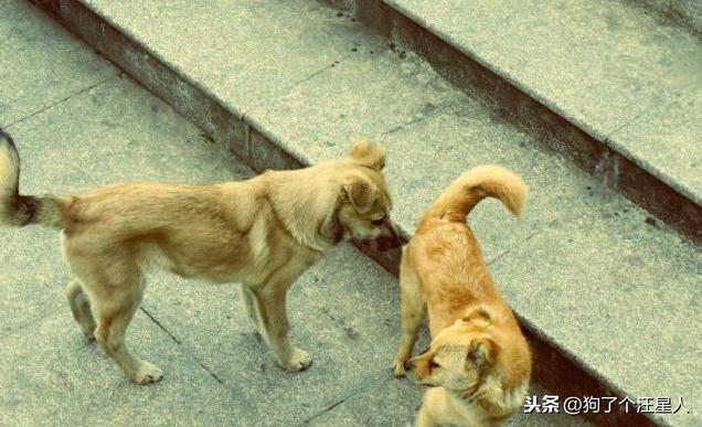 中华田园犬怎么养