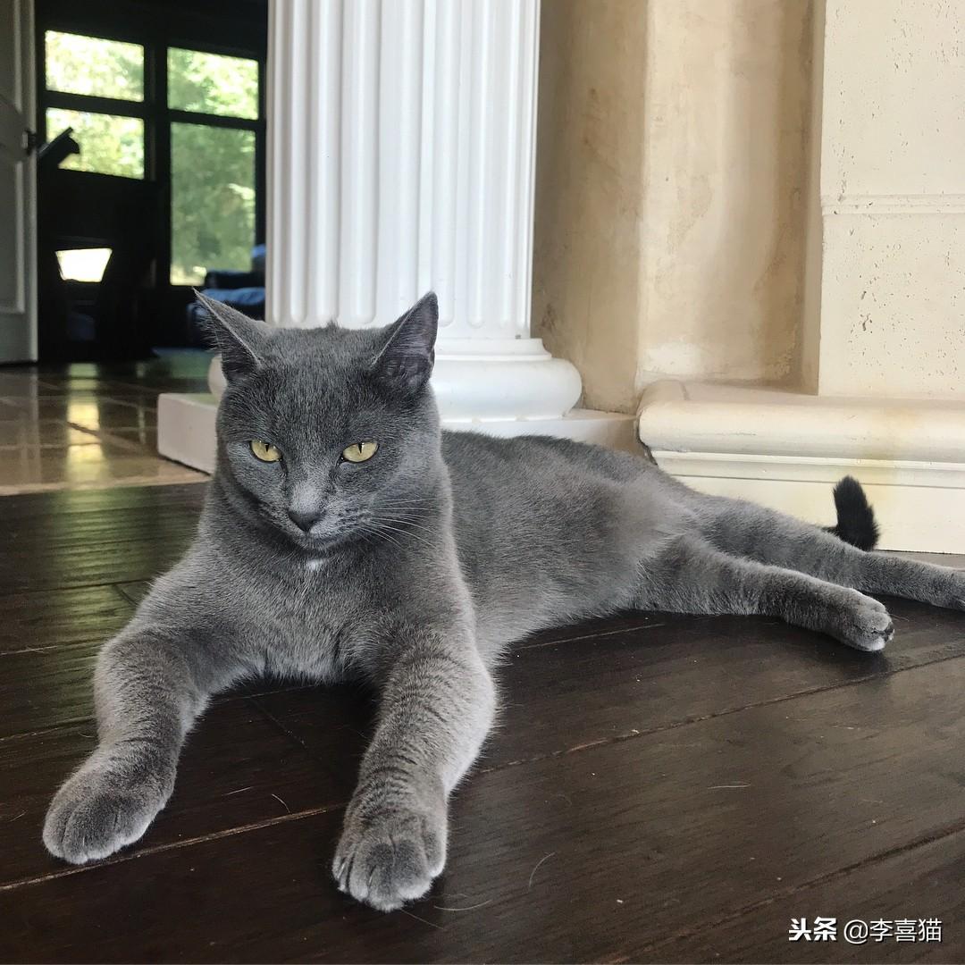 公猫绝育后一直不吃饭