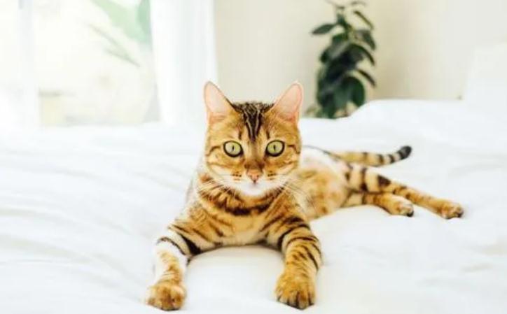 猫咪经常摇尾巴是什么意思