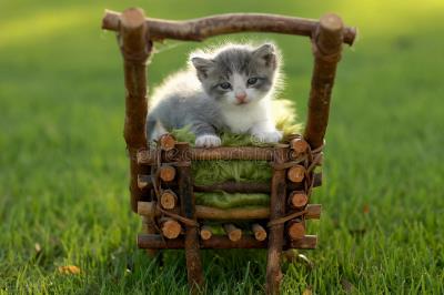 小猫什么时候可以做驱虫