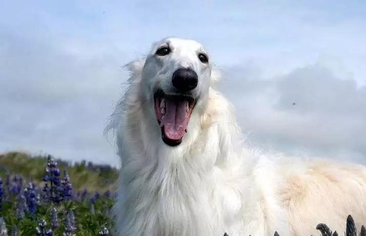 俄罗斯的国犬——俄罗斯猎狼犬