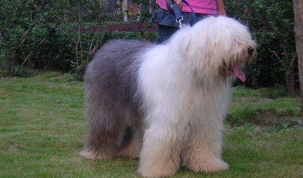 古代英国牧羊犬喜欢人类吗