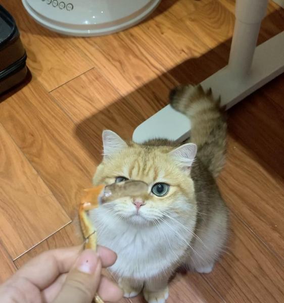 养英短猫十大禁忌