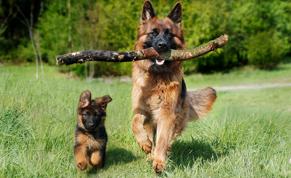 德国牧羊犬如何训练效果最佳
