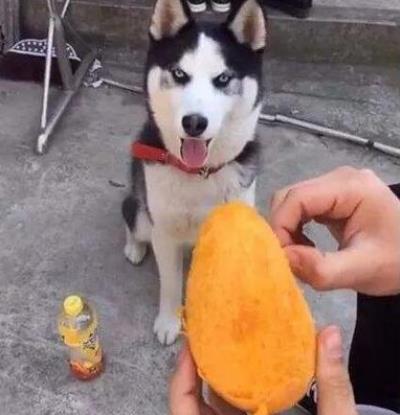 狗狗再馋也不能喂