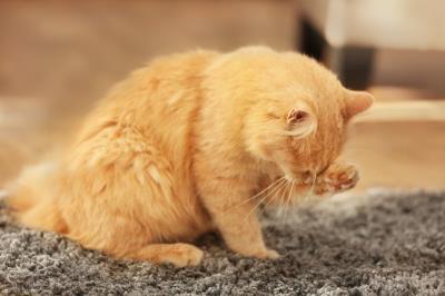猫咪肾脏不好的表现