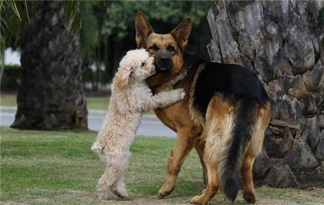 德国牧羊犬吃活的才健康