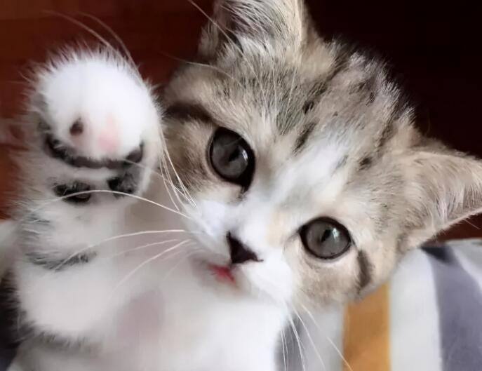 你很了解猫吗