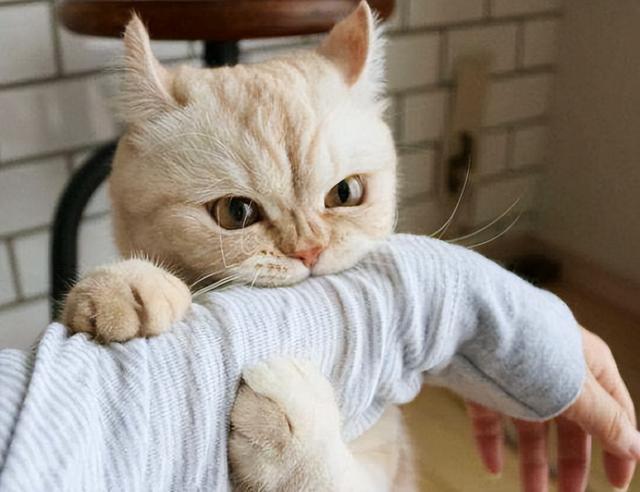 猫咪轻轻咬你代表6种行为