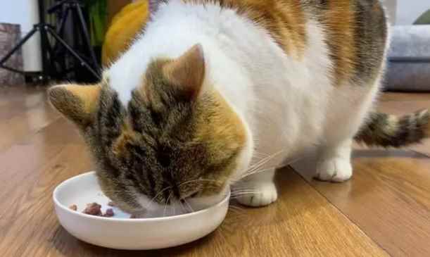 小猫一直吃会把自己吃死嘛