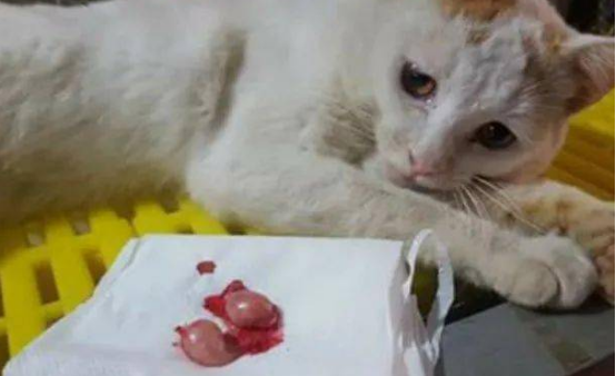 让猫生完再做绝育