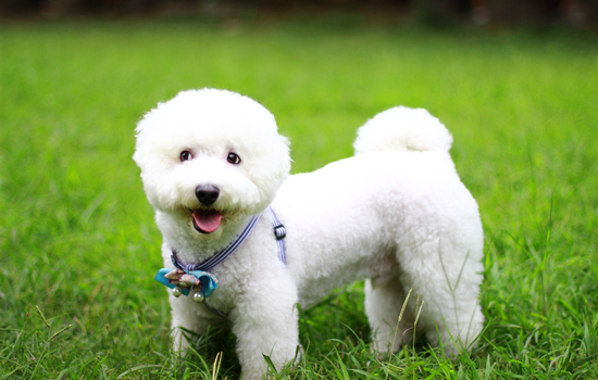 盘点幼犬能吃的食物种类