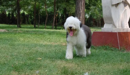 古代牧羊犬好养吗