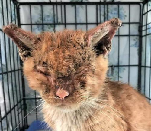 被抛弃后的猫再次见到旧主人 时 主人：养不熟的猫不想要了