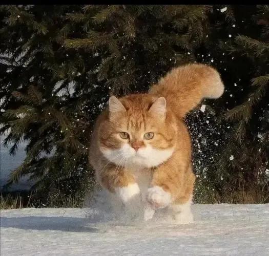反应速度的猫有哪些