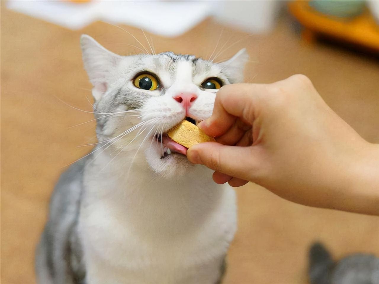 猫能能蛋糕吗
