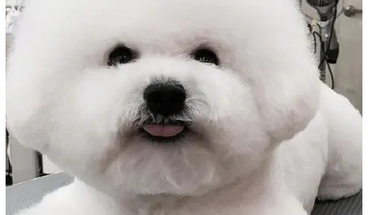 比熊犬得细小的症状