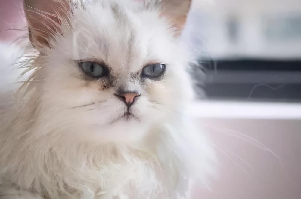 容易留有泪痕猫都有哪些