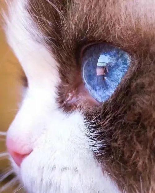 如何判断母猫生完