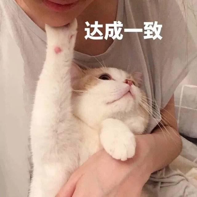 内敛的人最适合养 的猫