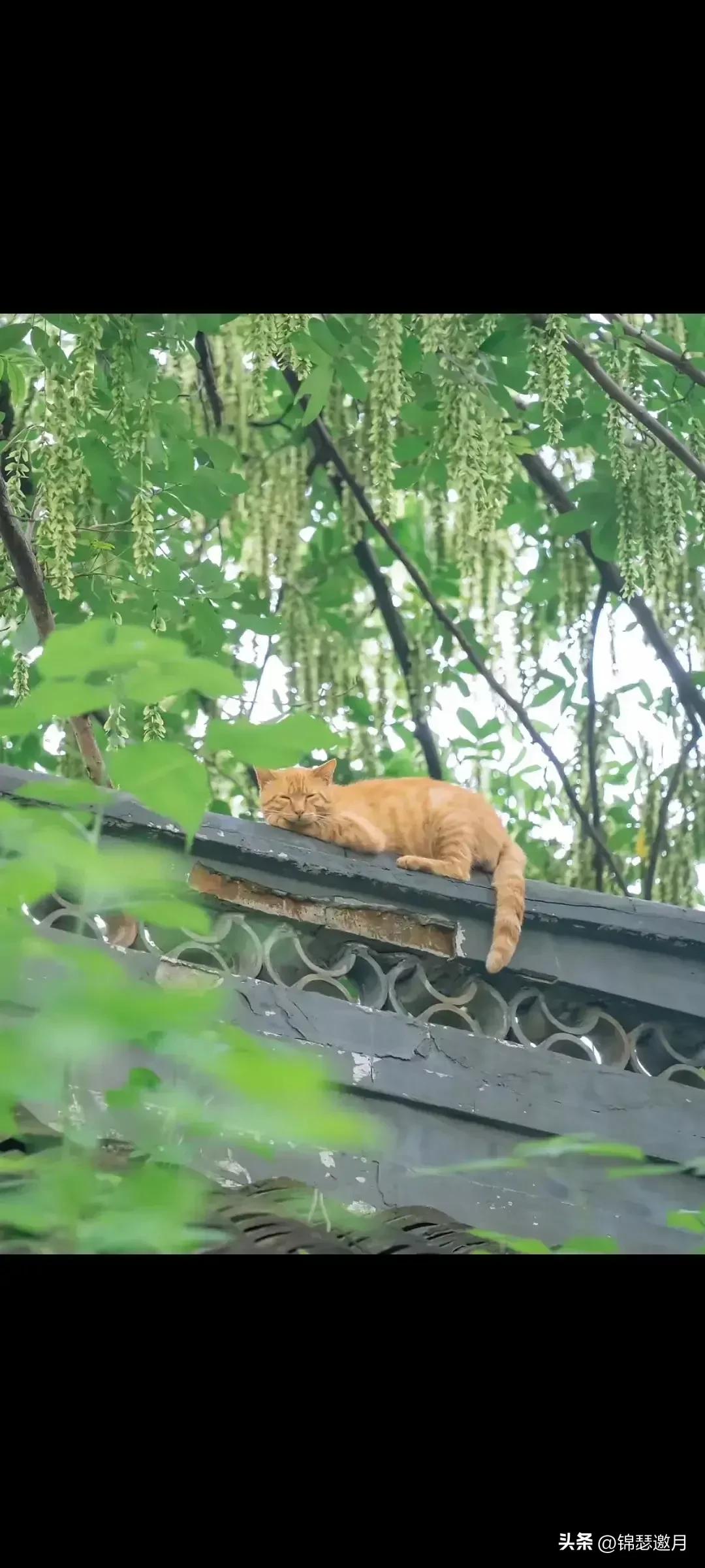 猫图片大全可爱