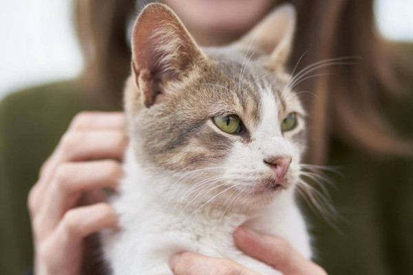 猫对主人的记忆受到哪些影响