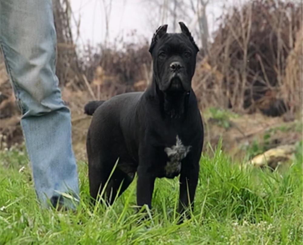 卡斯罗犬好养吗