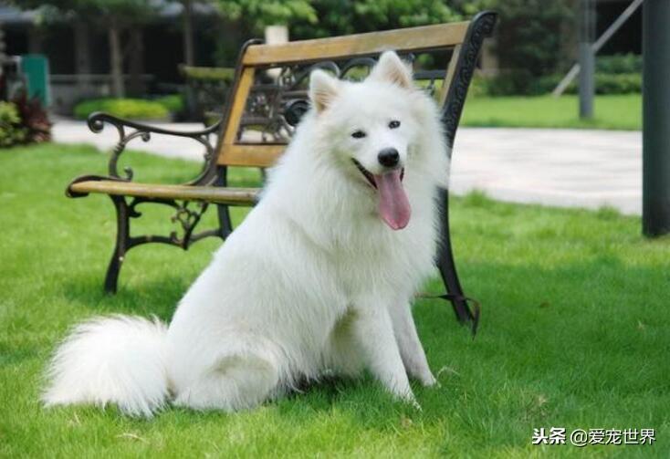 萨摩耶智商很高吗