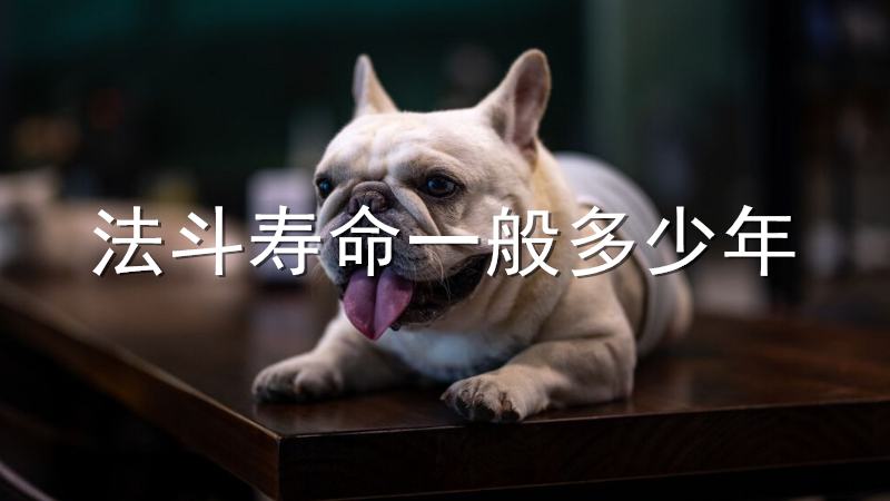 法斗很怕冷吗
