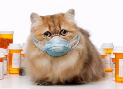 小猫感冒了怎么办