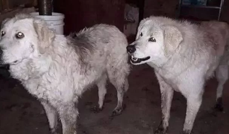 森林大火夫妻无奈放弃两只牧羊犬和90只羊 聪明的狗狗却把羊群救了回来