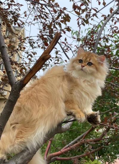 人吃的鱼油猫咪可以吃吗
