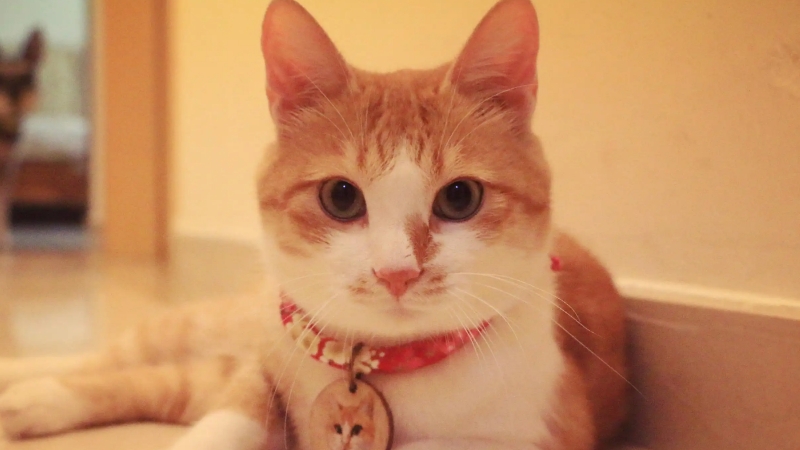 被猫咪爪子钩破血需要立即打疫苗吗
