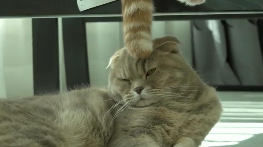 猫的尾巴有何作用