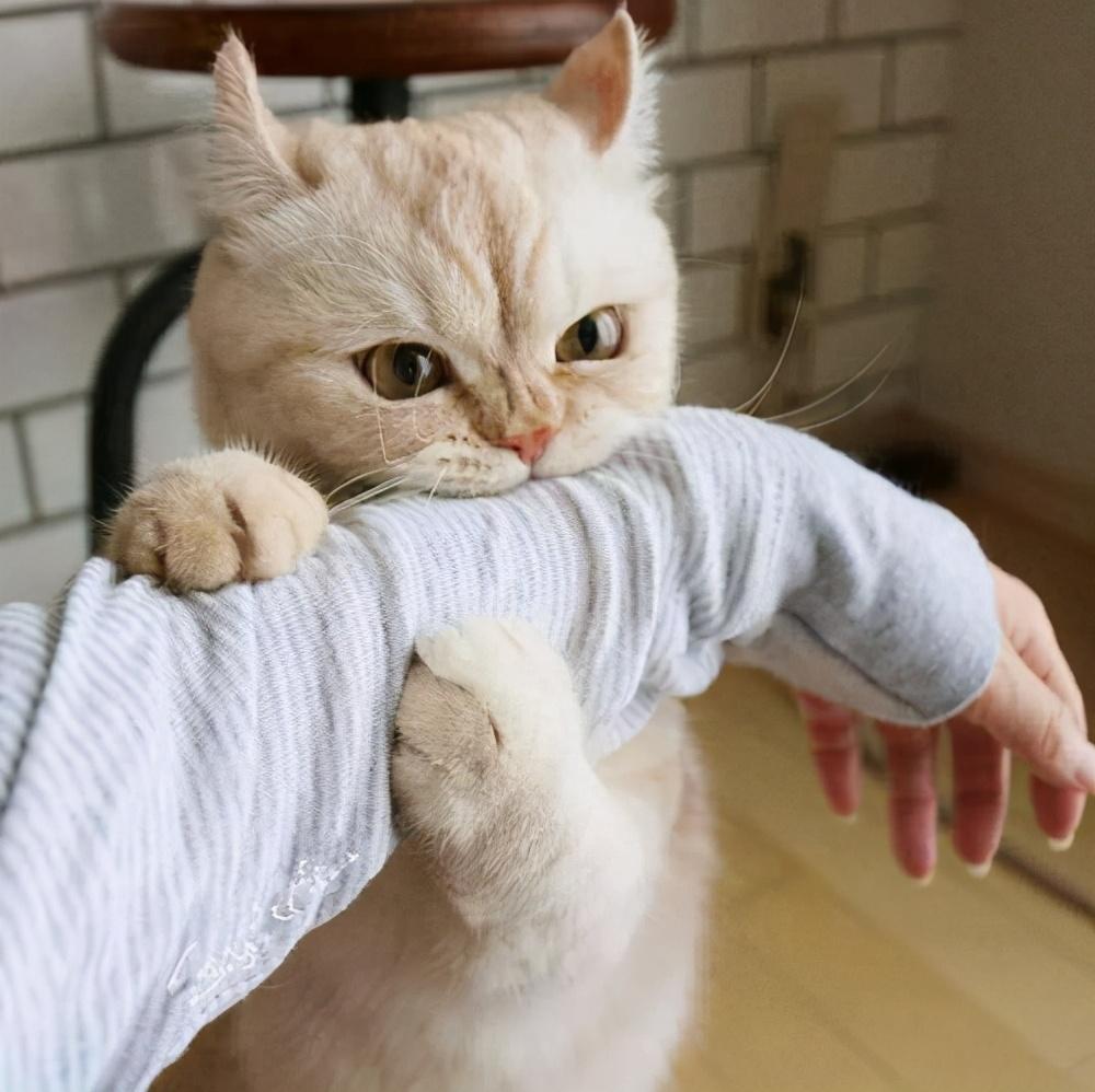 猫目光呆滞躺着不动不吃不喝怎么办
