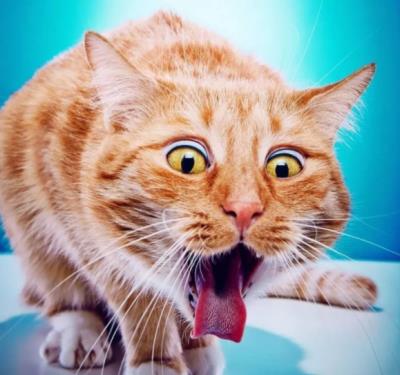 猫咪一吃就吐怎么回事