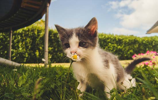 家里没钱给猫吃猫粮还能吃什么