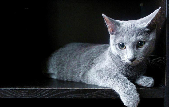 猫胎没腹中会自己排出来吗
