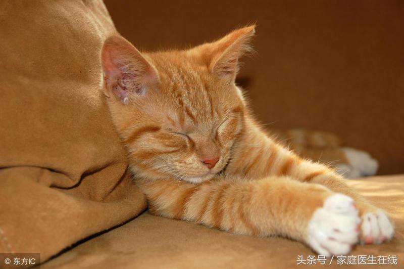 女生养公猫好还是母猫好