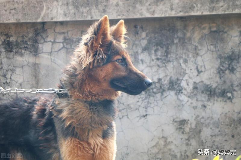 德国牧羊犬价格多少钱一只