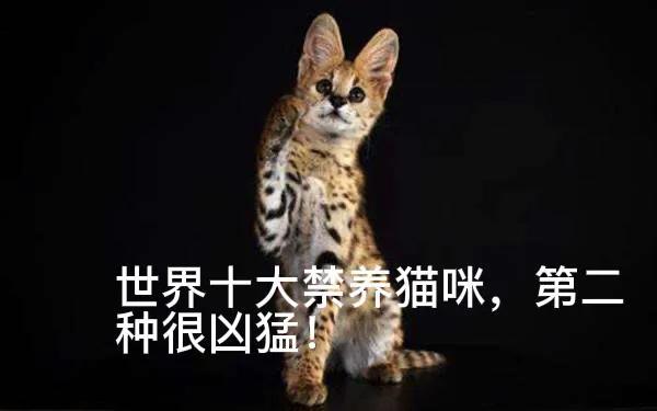 世界十大禁养名猫被禁养的原因