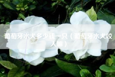 葡萄牙水犬咬人嘛