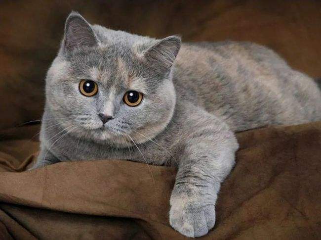 美国短毛猫的性格缺点