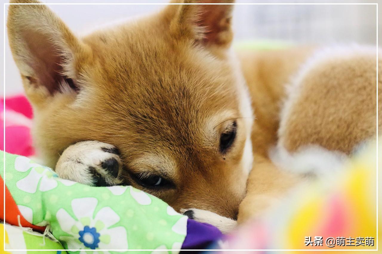 黑柴犬怎么看品相